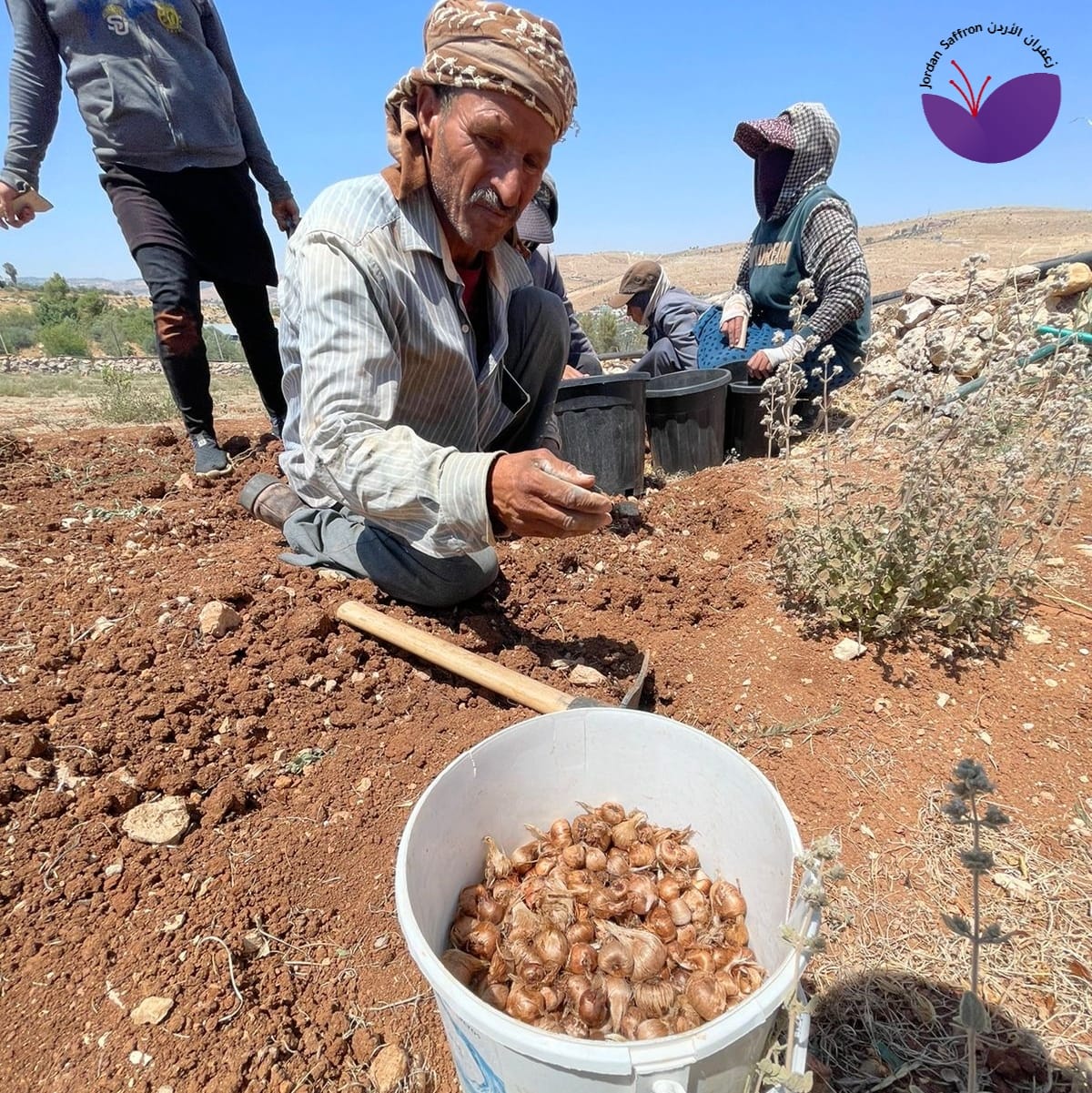 ابصال الزعفران في الاردن
